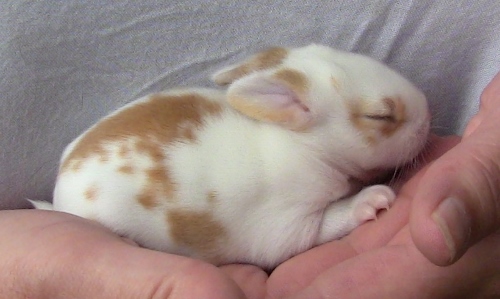 2012-12-24 511 (500x299)