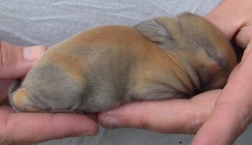 2012-12-24 514 (500x287)