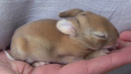 2012-12-24 515 (500x284)