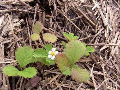 2012-12-24 518 (500x375)