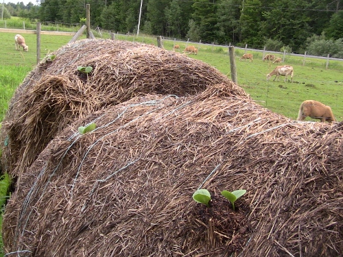 2012-12-24 519 (500x375)