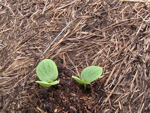 2012-12-24 520 (500x375)