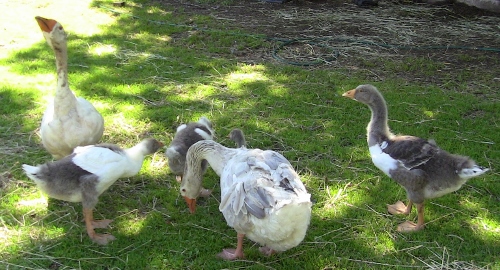 2012-12-24 521 (500x270)