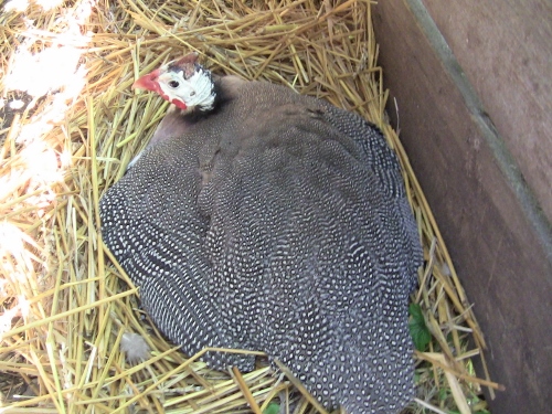 2012-12-24 522 (500x375)