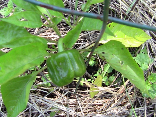 2012-12-24 523 (500x375)