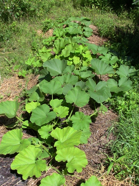 2012-12-24 562 (450x600)