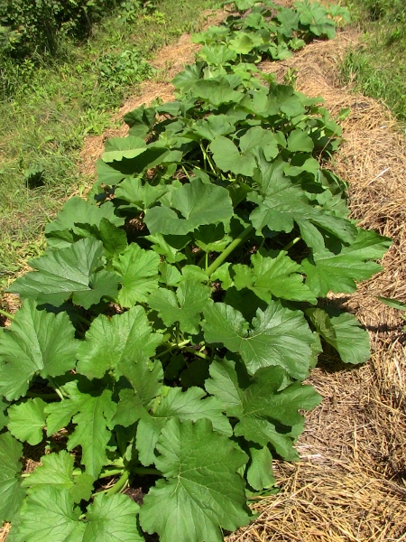 2012-12-24 563 (450x600)