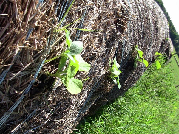 2012-12-24 564 (600x450)