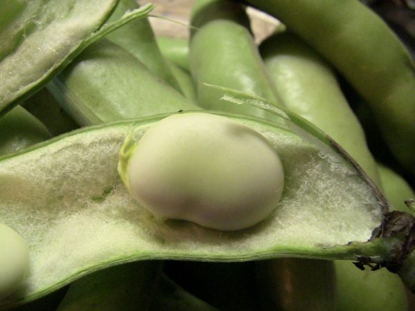 2012-12-24 585 (600x450)