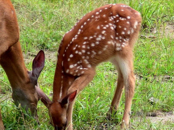 2012-12-24 590 (600x450)