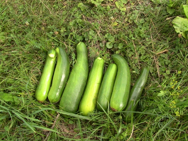 2012-12-24 612 (600x450)