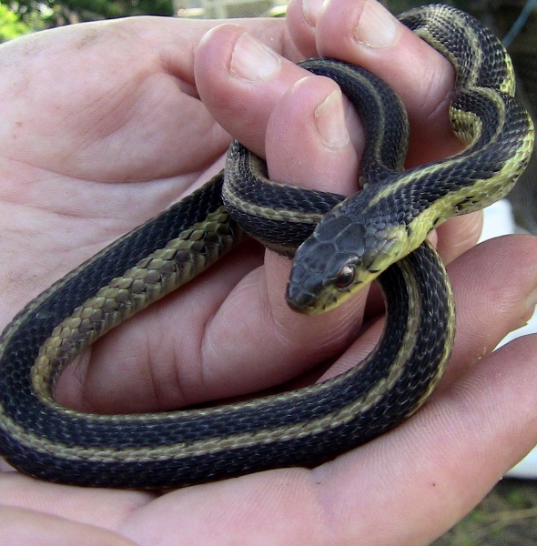 2013-07-23 001 (590x600)