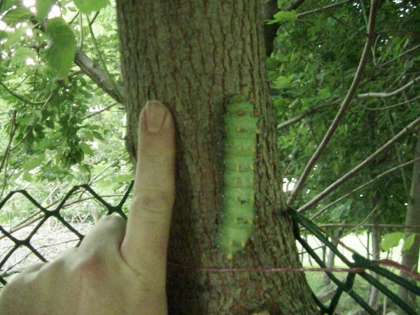 2012-12-24 671 (600x450)