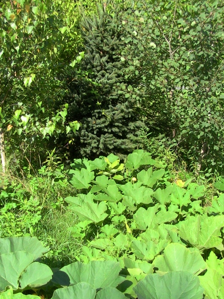 2012-12-24 683 (450x600)