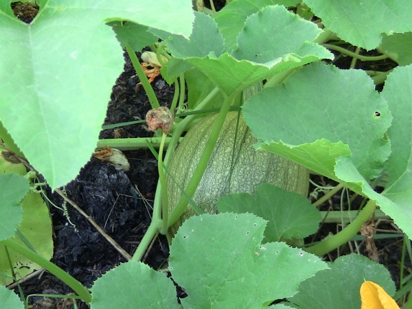 2012-12-24 684 (600x450)