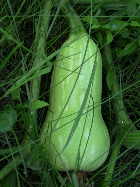 2012-12-24 685 (450x600)