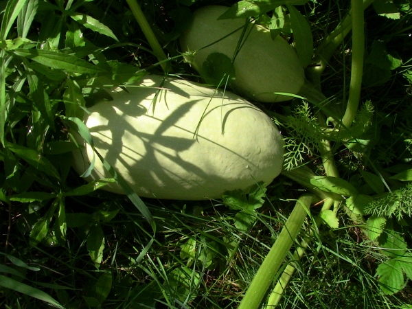 2012-12-24 686 (600x450)