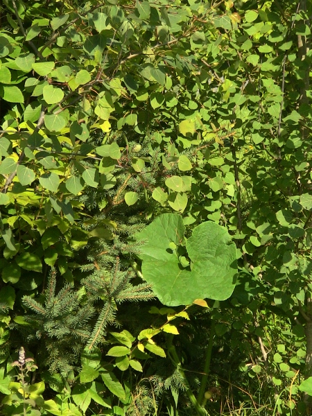 2012-12-24 687 (450x600)