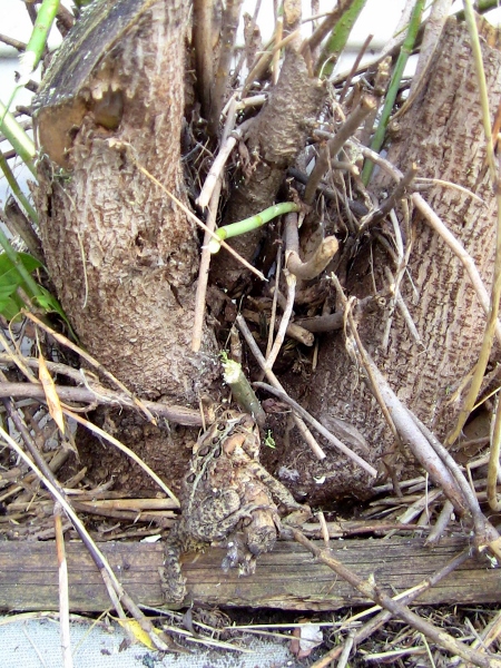 2012-12-24 695 (450x600)