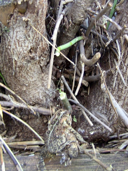 2012-12-24 696 (450x600)