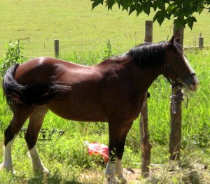 2012-12-24 697 (600x527)