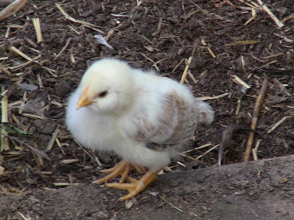 2012-12-24 702 (600x450)