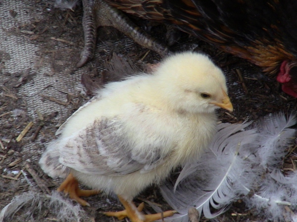 2012-12-24 703 (600x450)