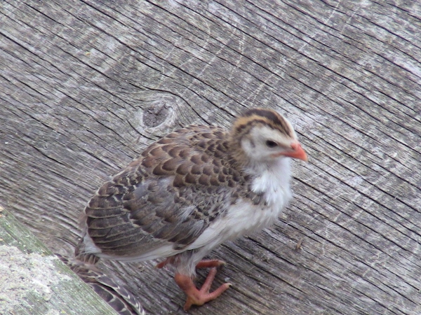 2012-12-24 704 (600x450)