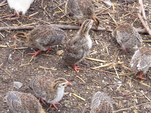 2012-12-24 705 (600x450)