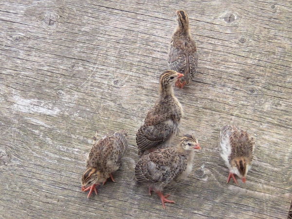 2012-12-24 707 (600x450)