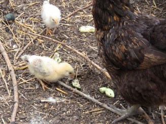 2012-12-24 708 (600x450)