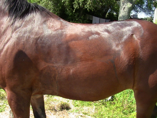 2012-12-24 720 (600x450)