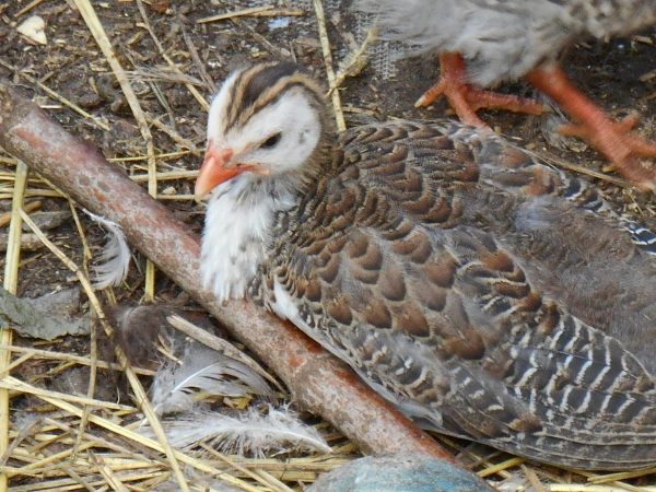 2013-01-01 006 (600x450)