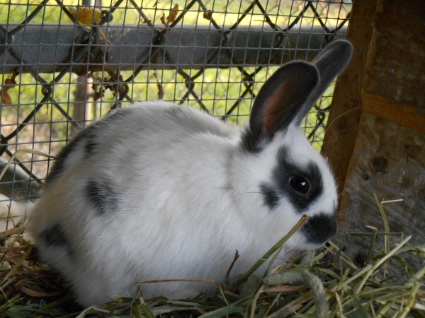 2013-01-01 008 (600x450)