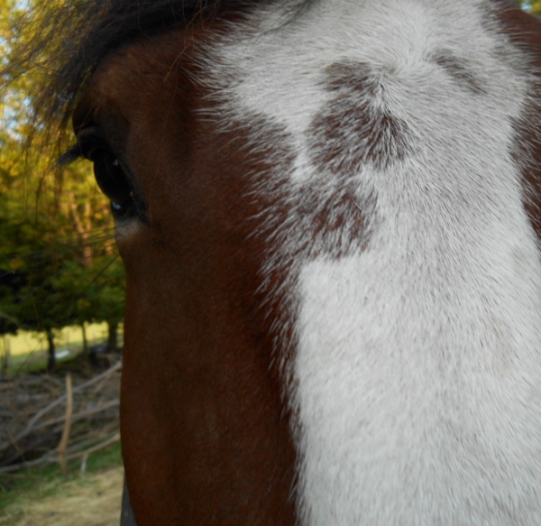 2013-01-01 011 (600x583)