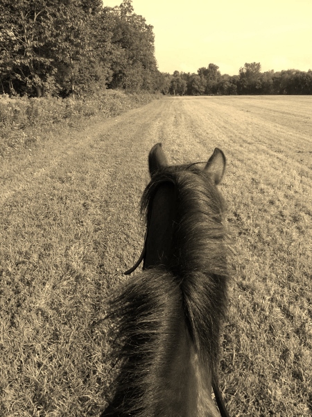 horseback riding 002 (450x600)