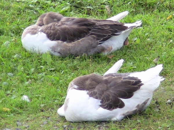 2012-12-24 753 (600x449)