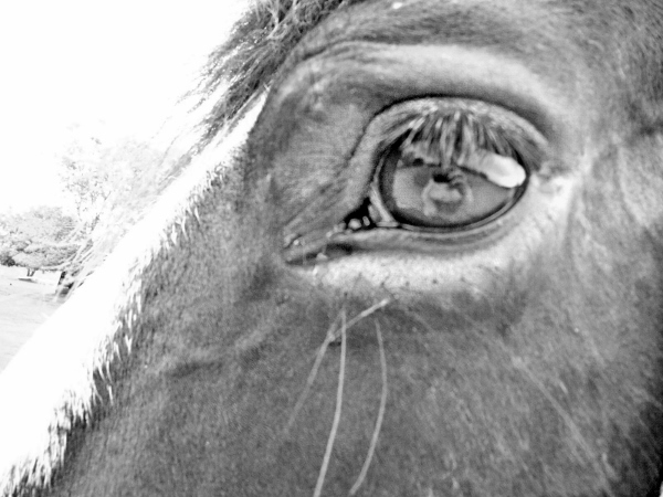 2013-01-01 110 (600x450) (4)