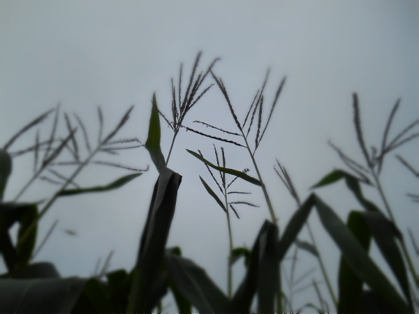 2013-01-01 114 (600x450)