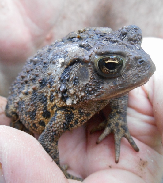 2013-01-01 123 (532x600)