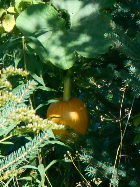 2013-01-01 161 (450x600)