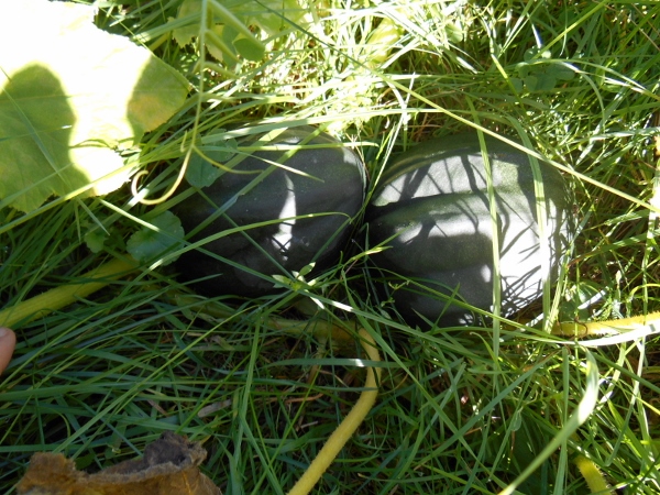 2013-01-01 163 (600x450)