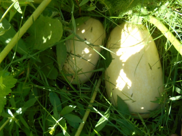 2013-01-01 165 (600x450)