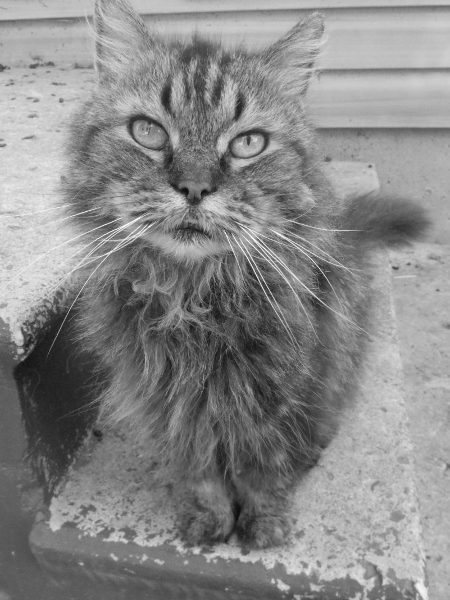 2013-01-01 169 (450x600) (2)