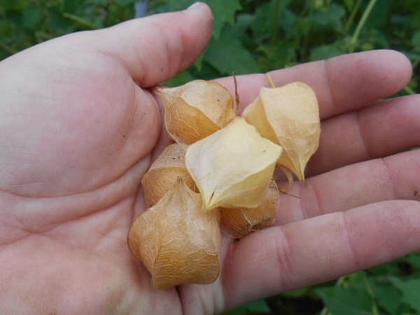 2013-01-01 216 (600x450)