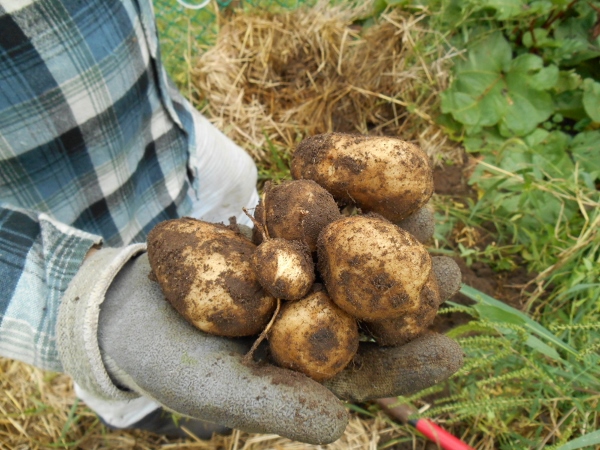 2013-01-01 231 (600x450)