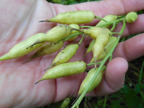 2013-01-01 235 (600x450)