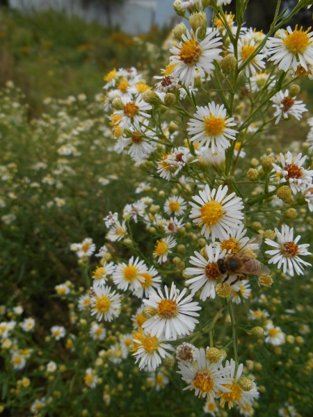 2013-01-01 246 (450x600)