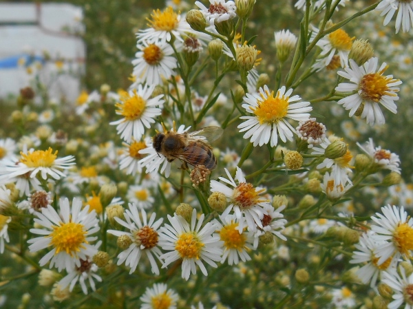 2013-01-01 249 (600x449)