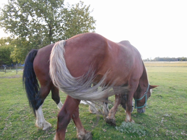 2013-01-01 299 (600x450)